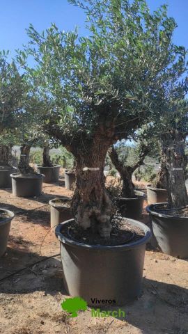 OLEA EUROPAEA BONSAI C600L 100/120 HT200/250