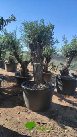 OLEA EUROPAEA BONSAI C600L 100/120 HT200/250