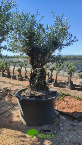 OLEA EUROPAEA BONSAI C600L 100/120 HT200/250