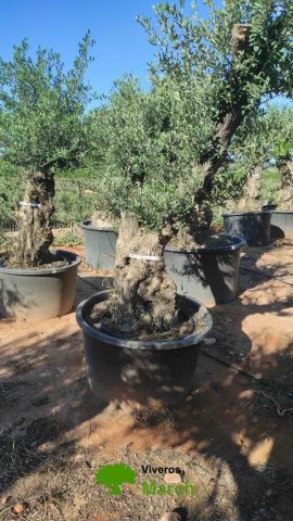 OLEA EUROPAEA BONSAI C600L 100/120 HT200/250