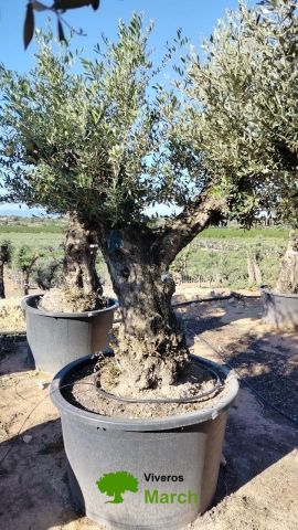 OLEA EUROPAEA BONSAI C600L 100/120 HT200/250