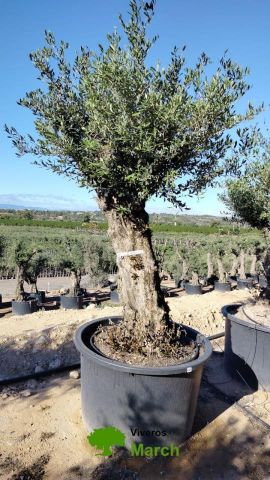 OLEA EUROPAEA BONSAI C600L 100/120 HT200/250