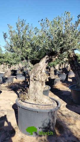 OLEA EUROPAEA BONSAI C600L 100/120 HT200/250