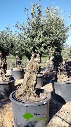 OLEA EUROPAEA BONSAI C600L 100/120 HT200/250