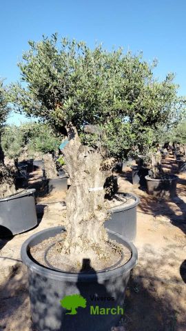 OLEA EUROPAEA BONSAI C600L 100/120 HT200/250