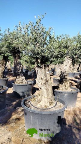 OLEA EUROPAEA BONSAI C600L 100/120 HT200/250