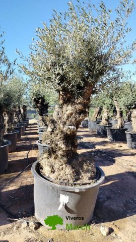 OLEA EUROPAEA BONSAI C600L 100/120 HT200/250