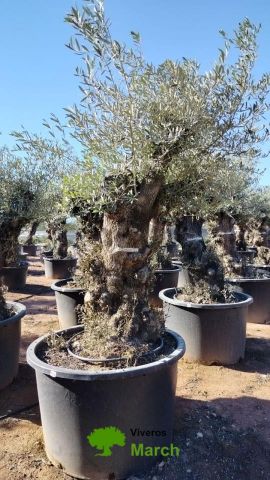 OLEA EUROPAEA BONSAI C600L 100/120 HT200/250