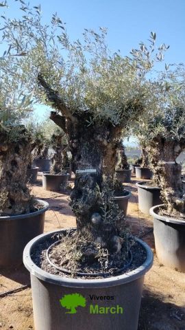OLEA EUROPAEA BONSAI C600L 100/120 HT200/250