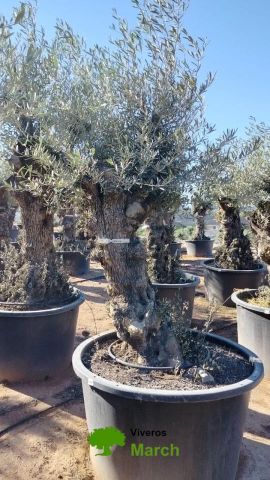 OLEA EUROPAEA BONSAI C600L 100/120 HT200/250