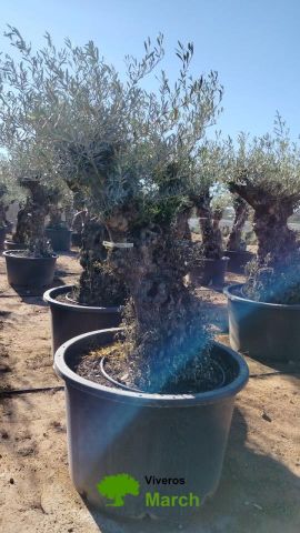 OLEA EUROPAEA BONSAI C600L 100/120 HT200/250