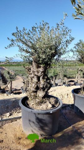 OLEA EUROPAEA BONSAI C600L 100/120 HT200/250
