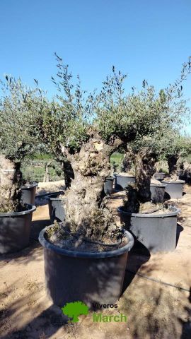 OLEA EUROPAEA BONSAI C600L 100/120 HT200/250