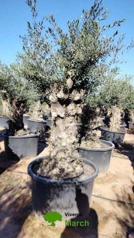 OLEA EUROPAEA BONSAI C600L 100/120 HT200/250