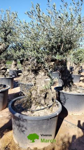 OLEA EUROPAEA BONSAI C600L 100/120 HT200/250