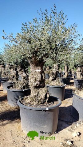 OLEA EUROPAEA BONSAI C600L 100/120 HT200/250