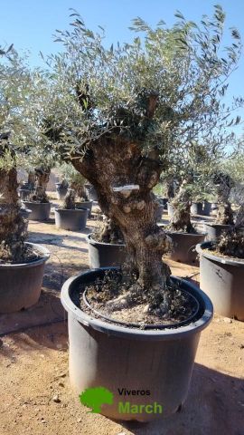 OLEA EUROPAEA BONSAI C600L 100/120 HT200/250
