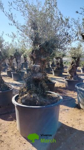 OLEA EUROPAEA BONSAI C600L 100/120 HT200/250
