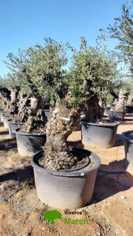 OLEA EUROPAEA BONSAI C600L 100/120 HT200/250