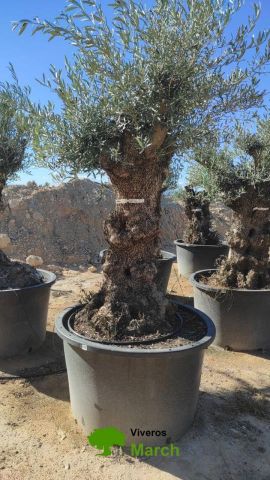 OLEA EUROPAEA BONSAI C600L 100/120 HT200/250