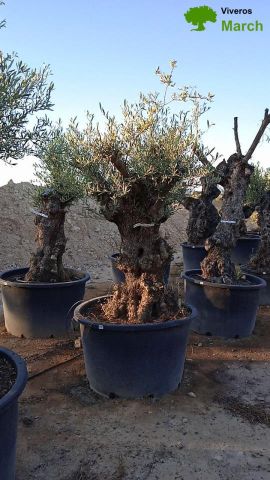 OLEA EUROPAEA BONSAI C600L 100/120 HT200/250