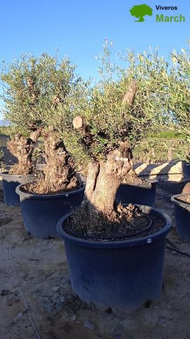 OLEA EUROPAEA BONSAI C600L 100/120 HT200/250