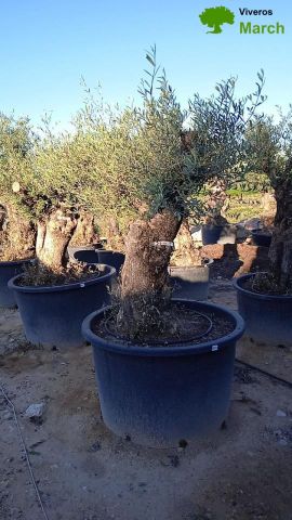 OLEA EUROPAEA BONSAI C600L 100/120 HT200/250