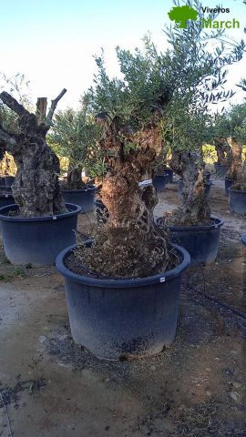OLEA EUROPAEA BONSAI C600L 100/120 HT200/250