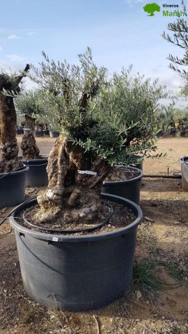 OLEA EUROPAEA BONSAI 600L 120/140 HT200/250 4E T2