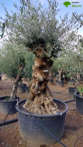 OLEA EUROPAEA BONSAI 600L 120/140 HT200/250 4E T2
