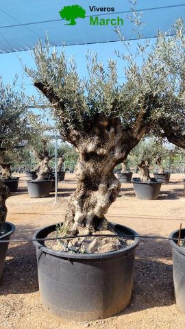 OLEA EUROPAEA BONSAI 600L 120/140 HT200/250 4E T2