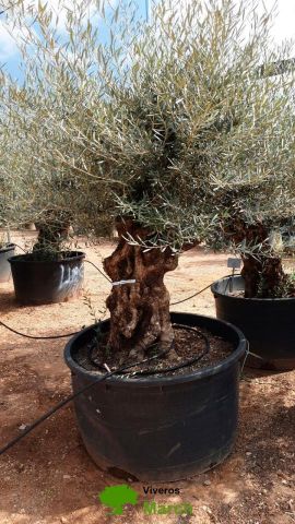 OLEA EUROPAEA BONSAI 600L 120/140 HT200/250 4E T2