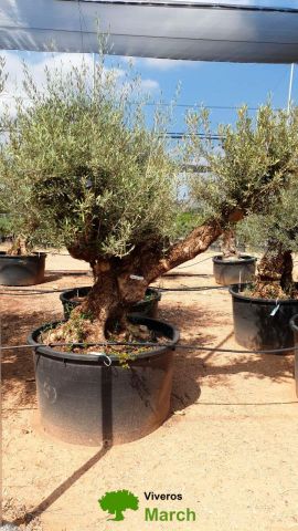 OLEA EUROPAEA BONSAI 600L 120/140 HT200/250 4E T2