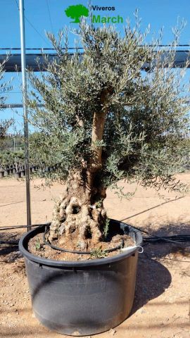 OLEA EUROPAEA BONSAI 600L 120/140 HT200/250 4E T2