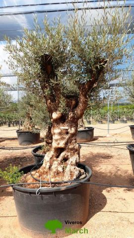 OLEA EUROPAEA BONSAI 600L 120/140 HT200/250 4E T2