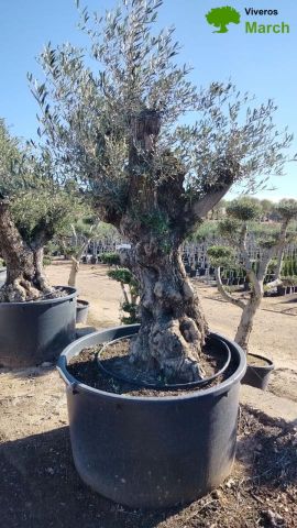 OLEA EUROPAEA BONSAI 600L 120/140 HT200/250 4E T2