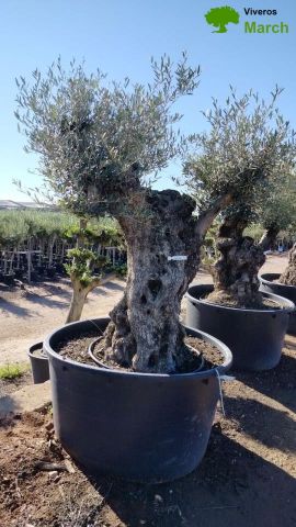 OLEA EUROPAEA BONSAI 600L 120/140 HT200/250 4E T2