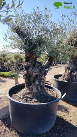 OLEA EUROPAEA BONSAI 600L 120/140 HT200/250 4E T2