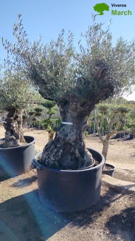 OLEA EUROPAEA BONSAI 600L 120/140 HT200/250 4E T2