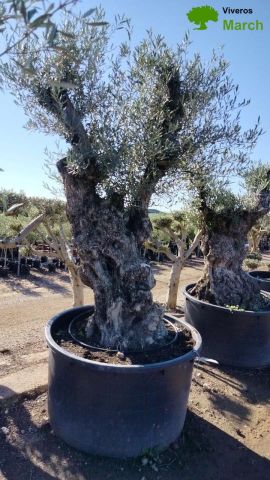 OLEA EUROPAEA BONSAI 600L 120/140 HT200/250 4E T2