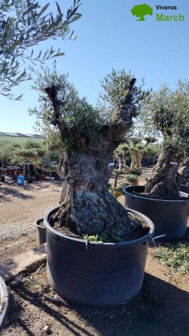 OLEA EUROPAEA BONSAI 600L 120/140 HT200/250 4E T2