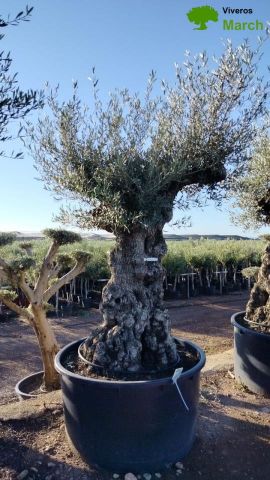 OLEA EUROPAEA BONSAI 600L 120/140 HT200/250 4E T2