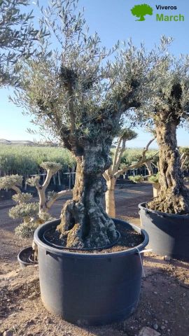 OLEA EUROPAEA BONSAI 600L 120/140 HT200/250 4E T2