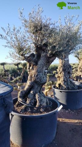 OLEA EUROPAEA BONSAI 600L 120/140 HT200/250 4E T2