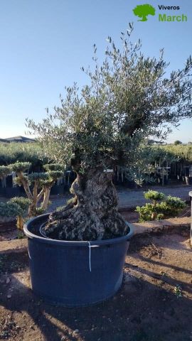 OLEA EUROPAEA BONSAI 600L 120/140 HT200/250 4E T2
