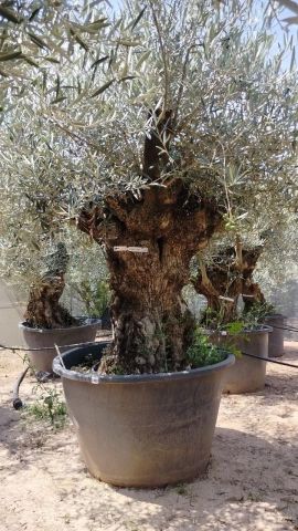 OLEA EUROPAEA BONSAI 600L 120/140 HT200/250 4E T2
