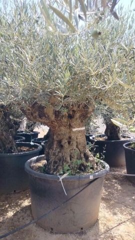 OLEA EUROPAEA BONSAI 600L 120/140 HT200/250 4E T2