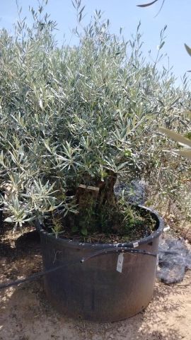 OLEA EUROPAEA BONSAI 600L 120/140 HT200/250 4E T2