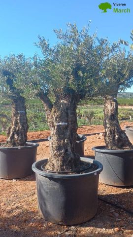 OLEA EUROPAEA BONSAI 600L 120/140 HT200/250 4E T2