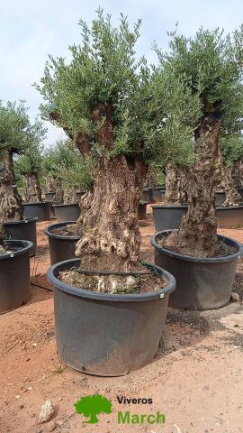 OLEA EUROPAEA BONSAI 600L 120/140 HT200/250 4E T2